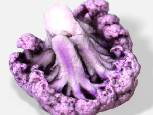vegetable purple cauliflower - photoscanned pbr 3Dモデル