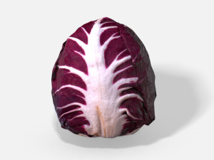 vegetable red chicory - photoscanned pbr 3Dモデル