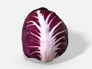 vegetable red chicory - photoscanned pbr 3Dモデル