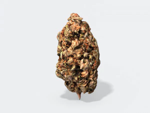 marijuana bud 2 - photoscanned pbr 3D Model