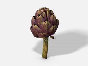 vegetable artichoke - photoscanned pbr 3D 모델