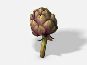 vegetable artichoke - photoscanned pbr Modèle 3D