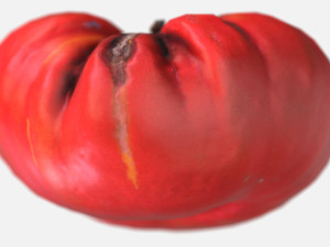 vegetable tomato - photoscanned pbr 3D Модель