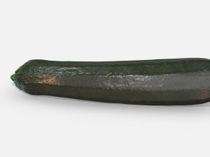 vegetable zucchini - photoscanned pbr Model 3D