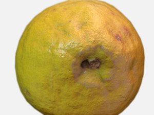fruit lemon - photoscanned pbr 3D Model