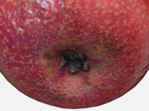fruit apple - photoscanned pbr 3D-Modell