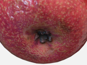 fruit apple - photoscanned pbr 3D Model