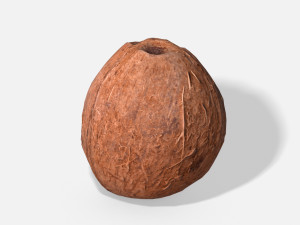 exotic fruit coconut - photoscanned pbr 3D Model