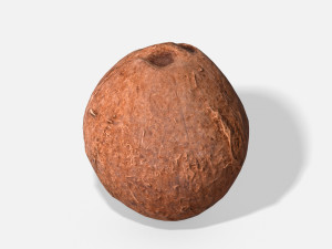 exotic fruit coconut - photoscanned pbr 3D Model