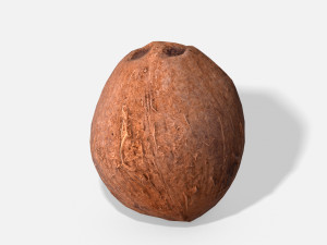 exotic fruit coconut - photoscanned pbr 3D Model