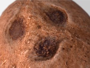 exotic fruit coconut - photoscanned pbr 3D Model
