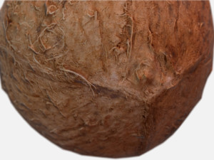 exotic fruit coconut - photoscanned pbr 3D Model