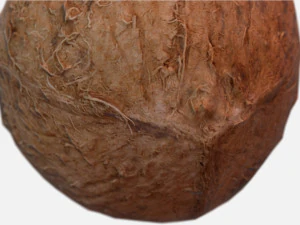 exotic fruit coconut - photoscanned pbr 3D Model