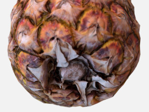 exotic fruit pineapple - photoscanned pbr Modelo 3D