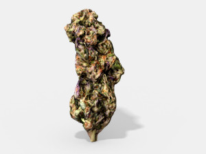 marijuana bud 3 - photoscanned pbr 3D Модель