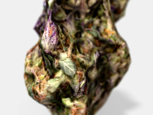 marijuana bud 3 - photoscanned pbr 3D Модель