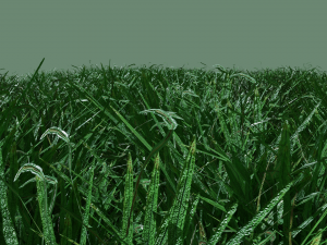 grass 3D मॉडल