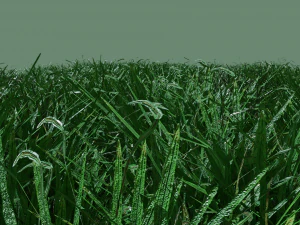 grass 3D Model