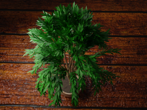tree Modèle 3D