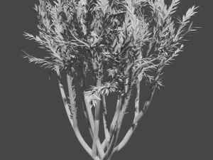 tree collection 3D Model