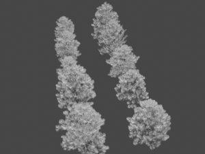 pine asset Modello 3D