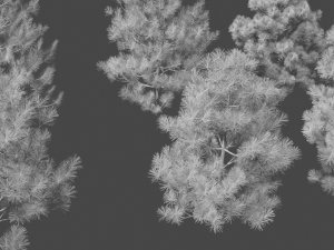 pine asset Modello 3D