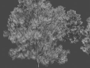 pine asset Modello 3D