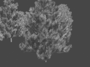 pine asset Modello 3D