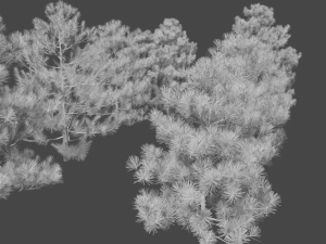 pine asset Modello 3D