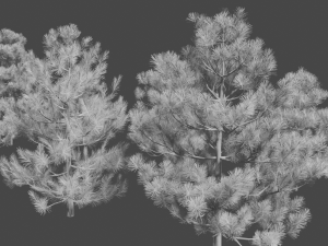 pine asset Modello 3D