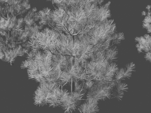 pine asset Modello 3D