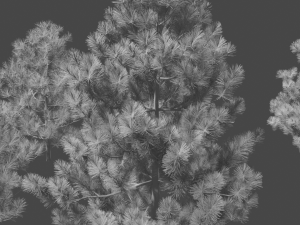 pine asset Modello 3D