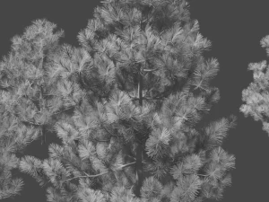 pine asset 3D Model