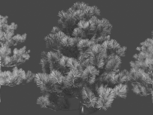 pine asset Modello 3D