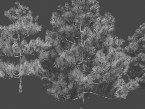 pine asset Modello 3D