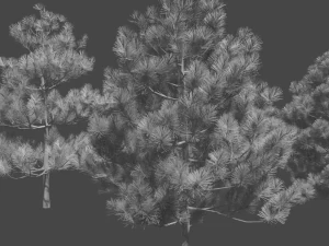 pine asset 3D Model