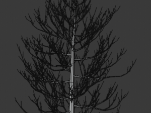 pine asset Modello 3D
