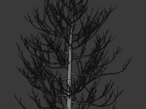 pine asset 3D Model