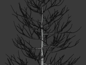 pine asset Modello 3D