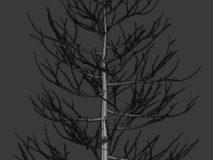 pine asset 3D Model
