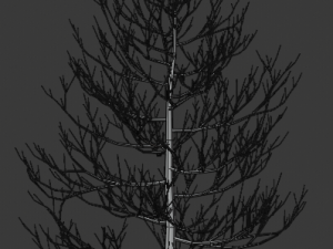 pine asset Modello 3D