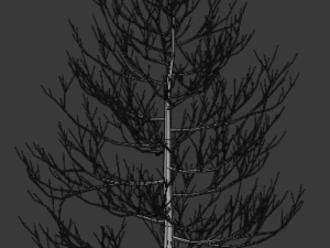 pine asset 3D Model