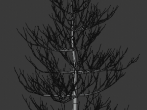 pine asset Modello 3D