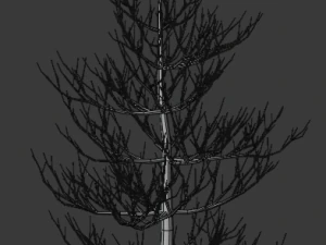 pine asset 3D Model