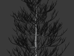 pine asset Modello 3D