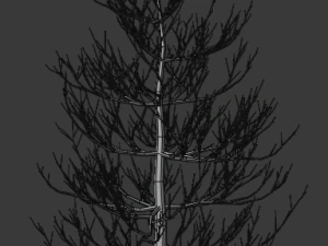 pine asset 3D Model