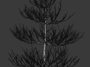 pine asset Modello 3D