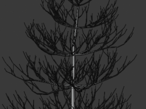 pine asset Modello 3D