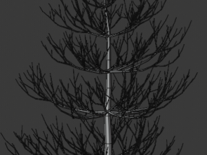 pine asset Modello 3D