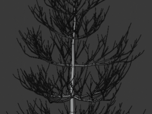 pine asset Modello 3D